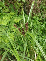 Cyperus ustulatus