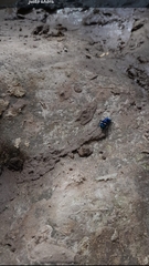 Pseudoxycheila tarsalis