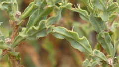 Genista tridentata