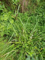 Cyperus ustulatus