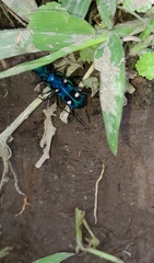 Pseudoxycheila tarsalis