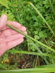 Cyperus ustulatus