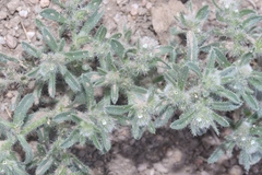 Cryptantha minima