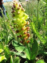 Lachenalia lutea