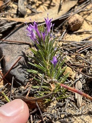 Merciera azurea