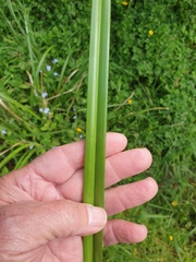 Cyperus ustulatus