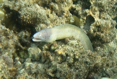 Gymnothorax griseus