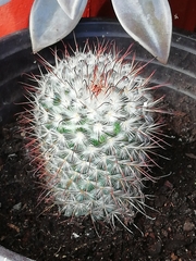 Mammillaria bombycina
