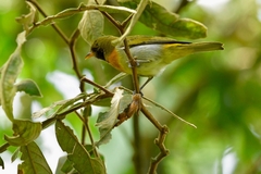 Hemithraupis guira