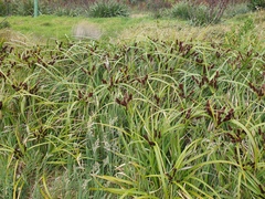 Cyperus ustulatus