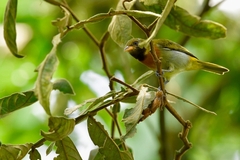 Hemithraupis guira