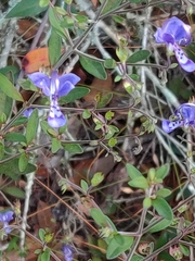 Trichostema suffrutescens