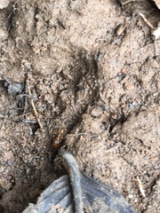 Pheidole