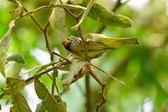 Hemithraupis guira