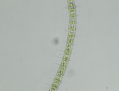 Hyalotheca