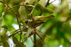 Hemithraupis guira