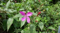Melastomeae