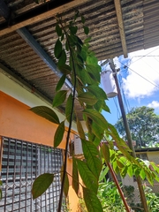 Handroanthus impetiginosus