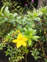 Allamanda cathartica