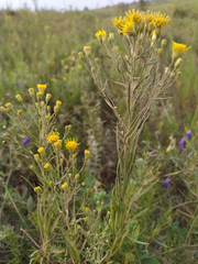 Galatella biflora