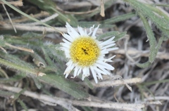 Erigeron modestus