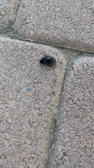 Pycnoscelus surinamensis