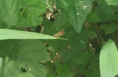 Toxomerus floralis