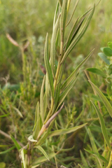 Galatella biflora