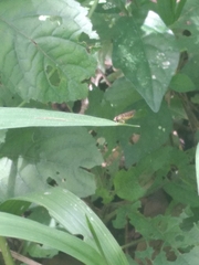 Toxomerus floralis