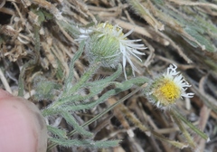 Erigeron modestus