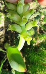 Lachenalia lutea