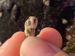 Melanoides tuberculata