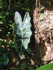 Alocasia amazonica