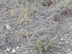 Penstemon albidus