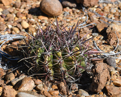 Ferocactus viridescens