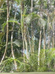 Ptychosperma macarthurii