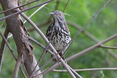 Toxostoma longirostre
