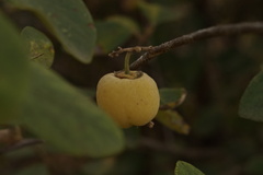 Styrax officinalis