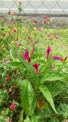 Celosia argentea