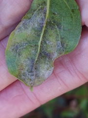 Erysiphe hedwigii