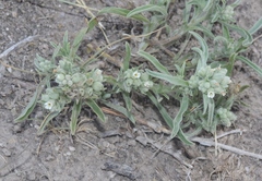 Oreocarya suffruticosa