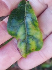 Erysiphe hedwigii