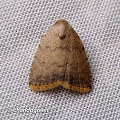 Anachrostis