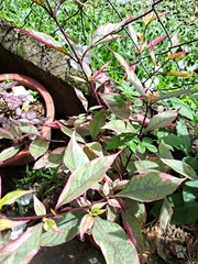 Alternanthera brasiliana