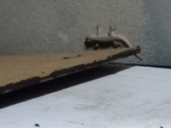 Hemidactylus platyurus