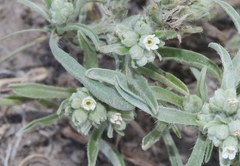 Oreocarya suffruticosa