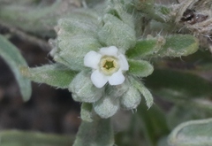 Oreocarya suffruticosa