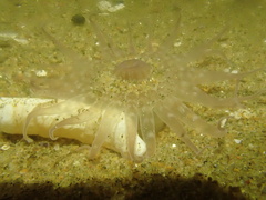 Harenactis attenuata
