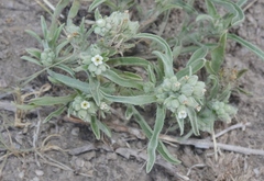 Oreocarya suffruticosa