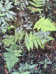 Thelypteridaceae